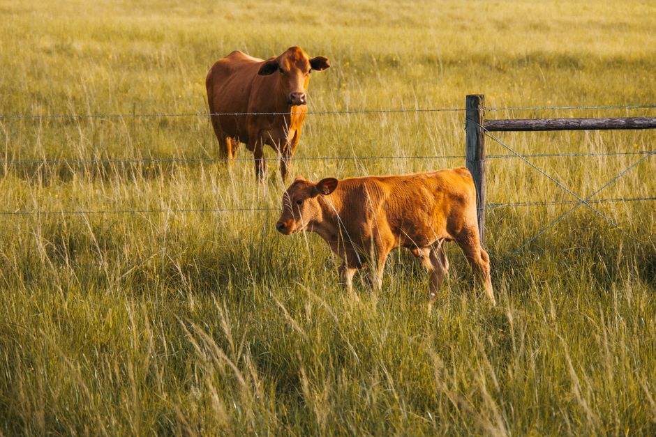 carne brasileira e regras de exportação