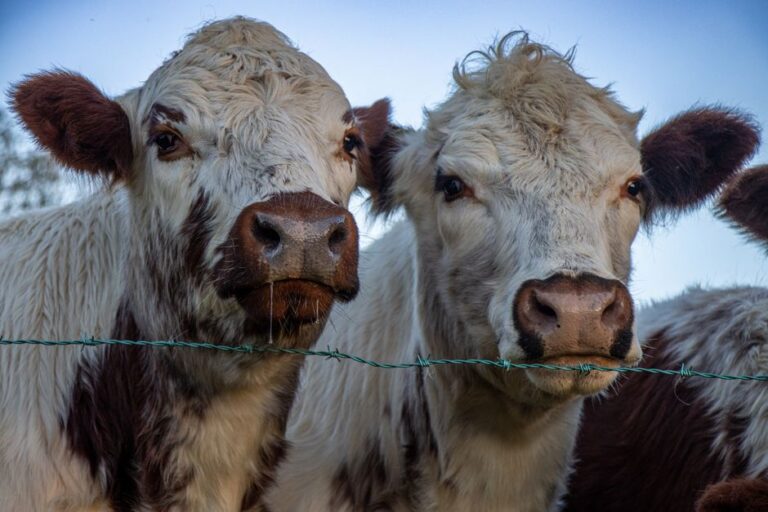 exportações carne bovina