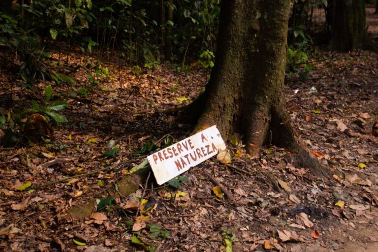ayahuasca e neurogênese no cérebro