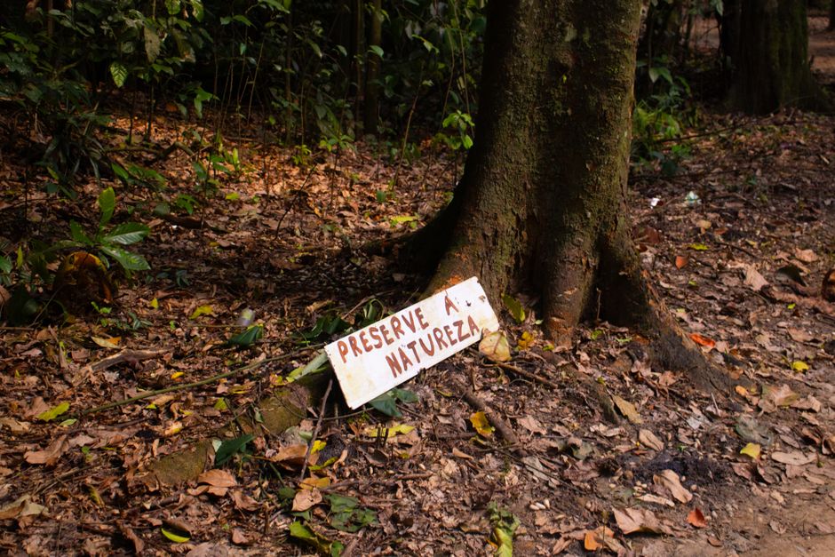 ayahuasca e neurogênese no cérebro