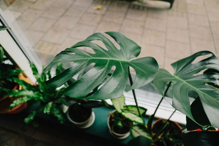 plantas com folhas gigantes na decoração